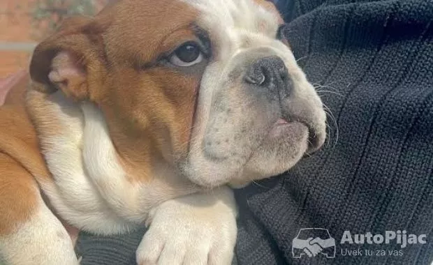 Engleski buldog
