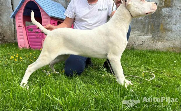 Zenkica Dogo Argentino