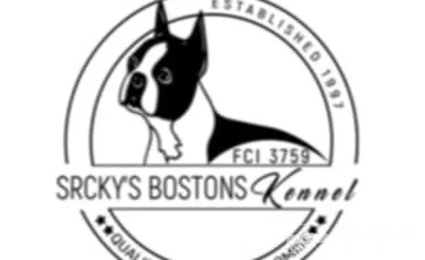 Boston terrier stenad