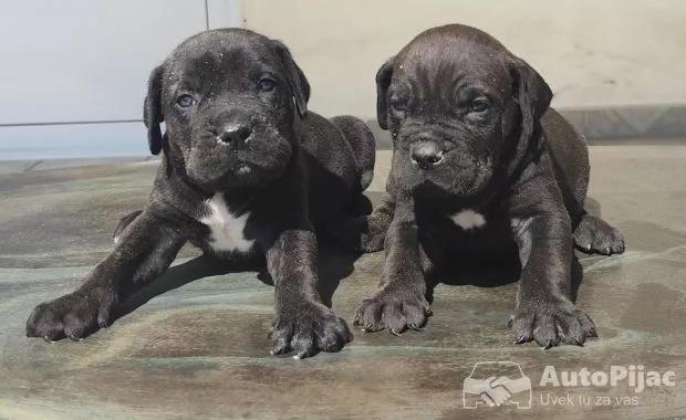 Cane Corso