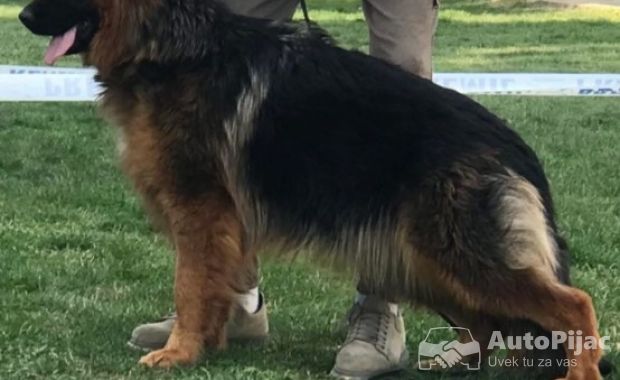 Poklanjam dve zenke Nemackog ovcara
