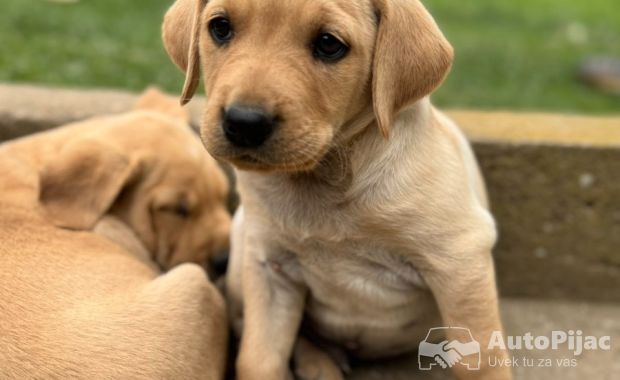 Na prodaju štenci labrador retrivera–vakcinisani i spremni za novi dom!