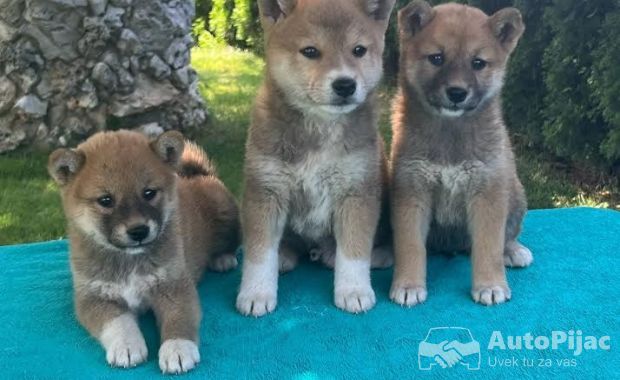 Shiba inu (šiba inu) štenci 