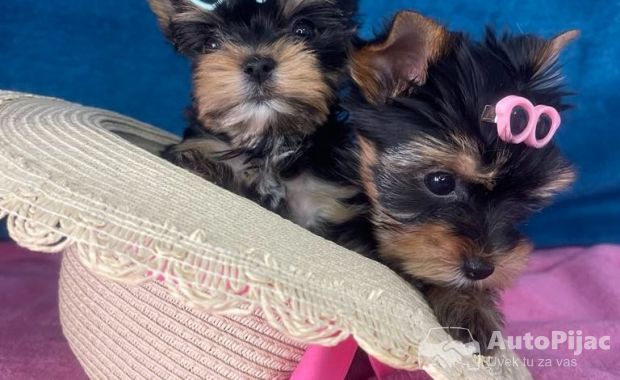 Yorkshire Terrier štenci