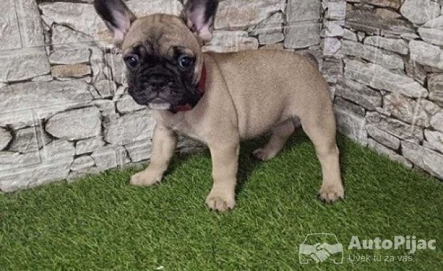 Francuski buldog