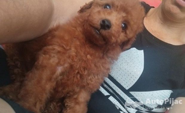 Crvena toy pudla 