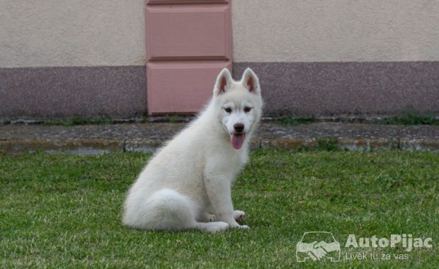 Sibirski Haski štenci