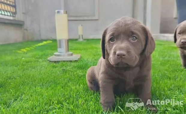 1  labrador  GJ0425