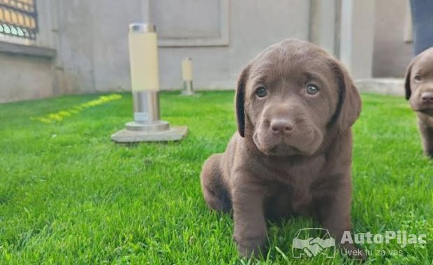 Labrador retriver