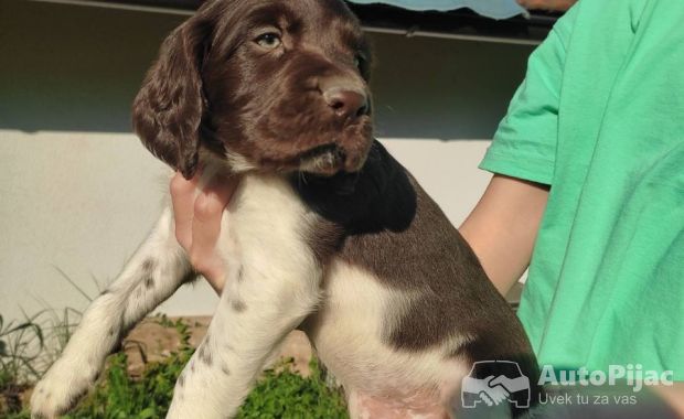Little Minsterlander puppies