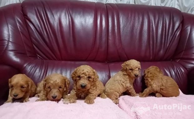1  maltipoo  G0525