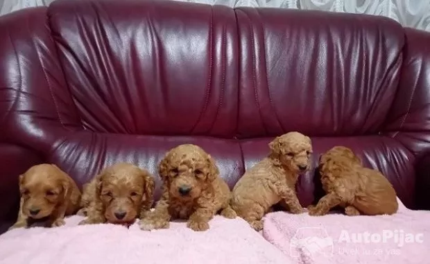 1  maltipoo  G0525