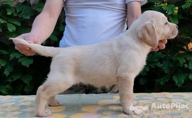 1  labrador  DB0525