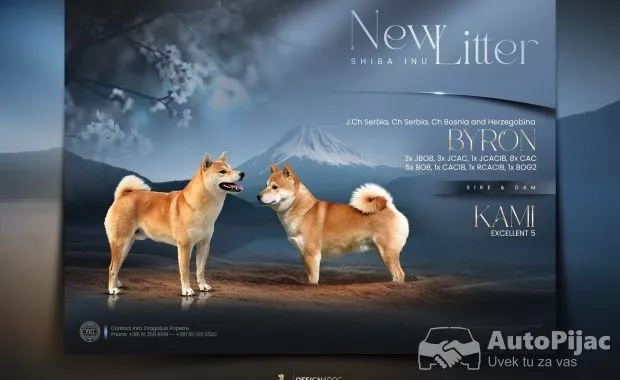Šampionsko leglo Shiba inu