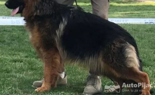 Poklanjam dve zenke Nemackog ovcara