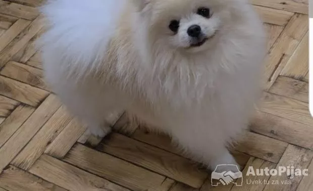 1  pomeranac boo S0525
