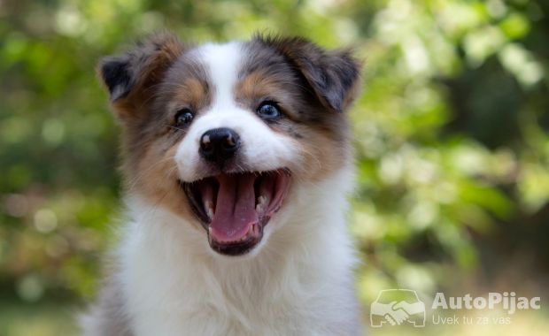 Border koli-Border collie štenad