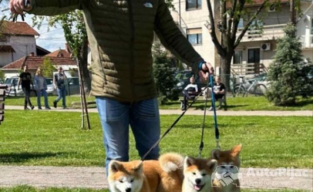 Stenci akita inu-Japanski