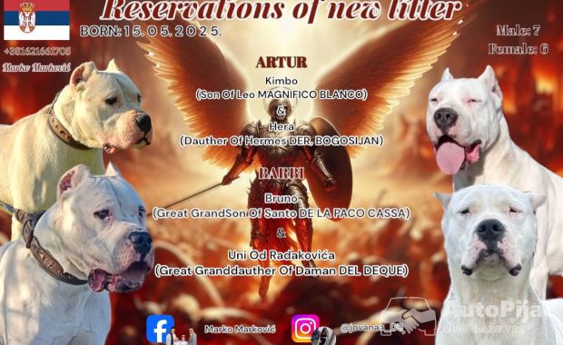 Dogo Argentino štenci