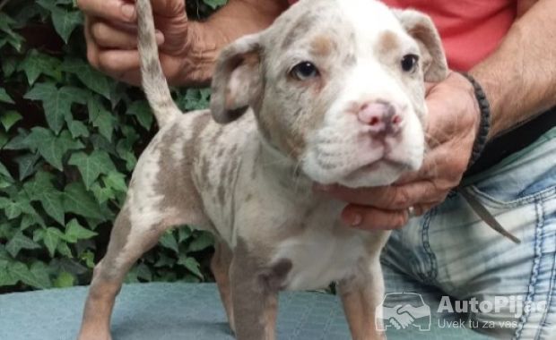 American bully