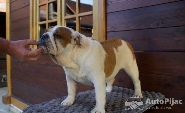 1  engleski buldog  AM0825