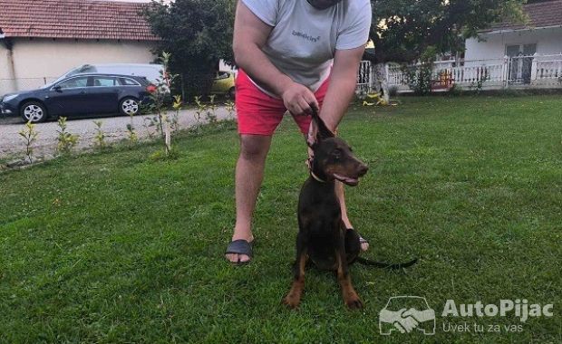 1  dobermani   N0925