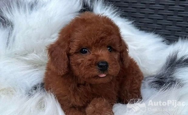 Crvena TOY PUDLA, prelepi štenci 