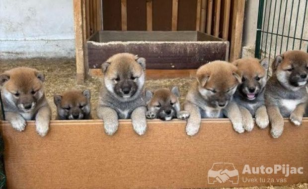 SHIBA INU, vrhunski štenci 