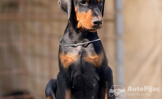 Prodaju se prelepi štenci dobermana, rodjeni 02.07.2025.